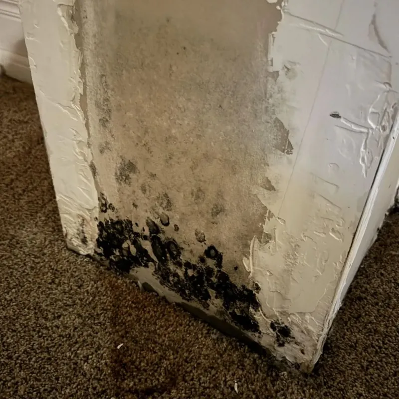 Professional Mold Removal in Dryden, VA